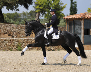 Lusitano Stallion - Quazar De Massa